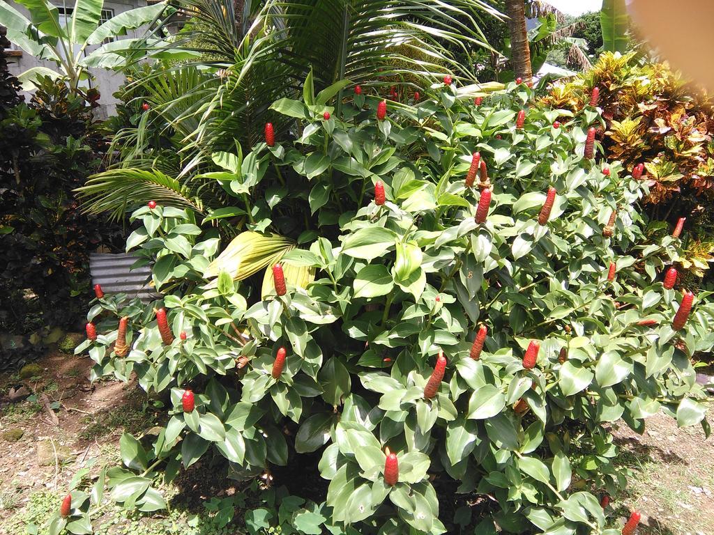 Anthurium Apartment Roseau Kültér fotó